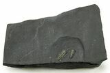 Two Pyritized Triarthrus Trilobites with Appendages - New York #383766-1